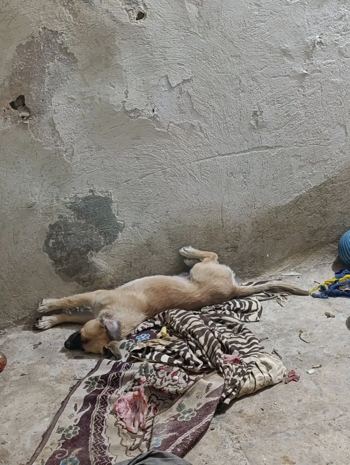 گمشده|حیوانات|کرج, حصارک پایین|دیوار