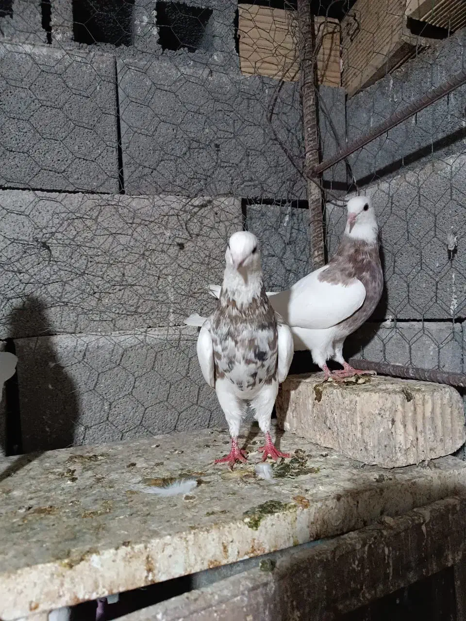 کبوتر طوقی|پرنده|شیراز, حومه شیراز|دیوار