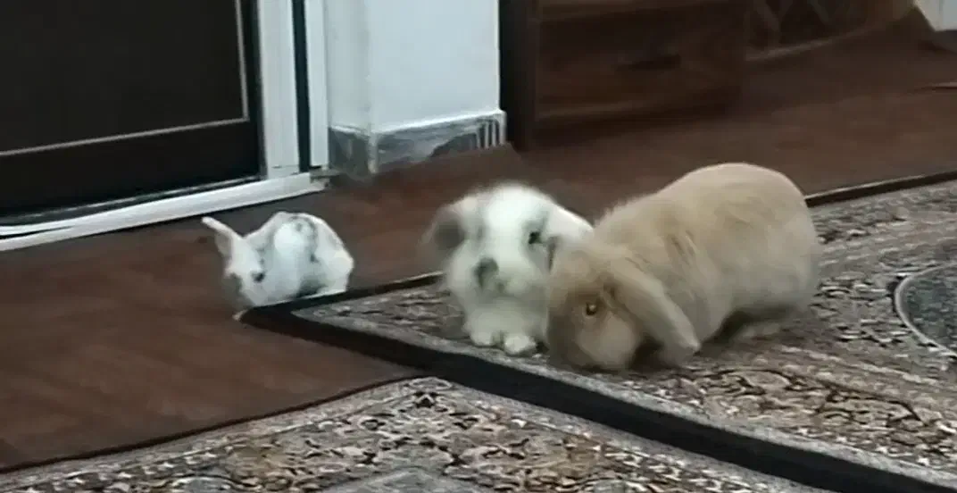 خرگوش لوپ اصل هلندی|موش و خرگوش|سیاهکل, |دیوار