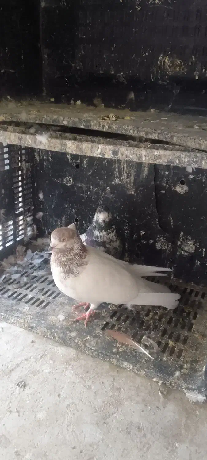 نرو ماده دهن جور|پرنده|شاهرود, |دیوار