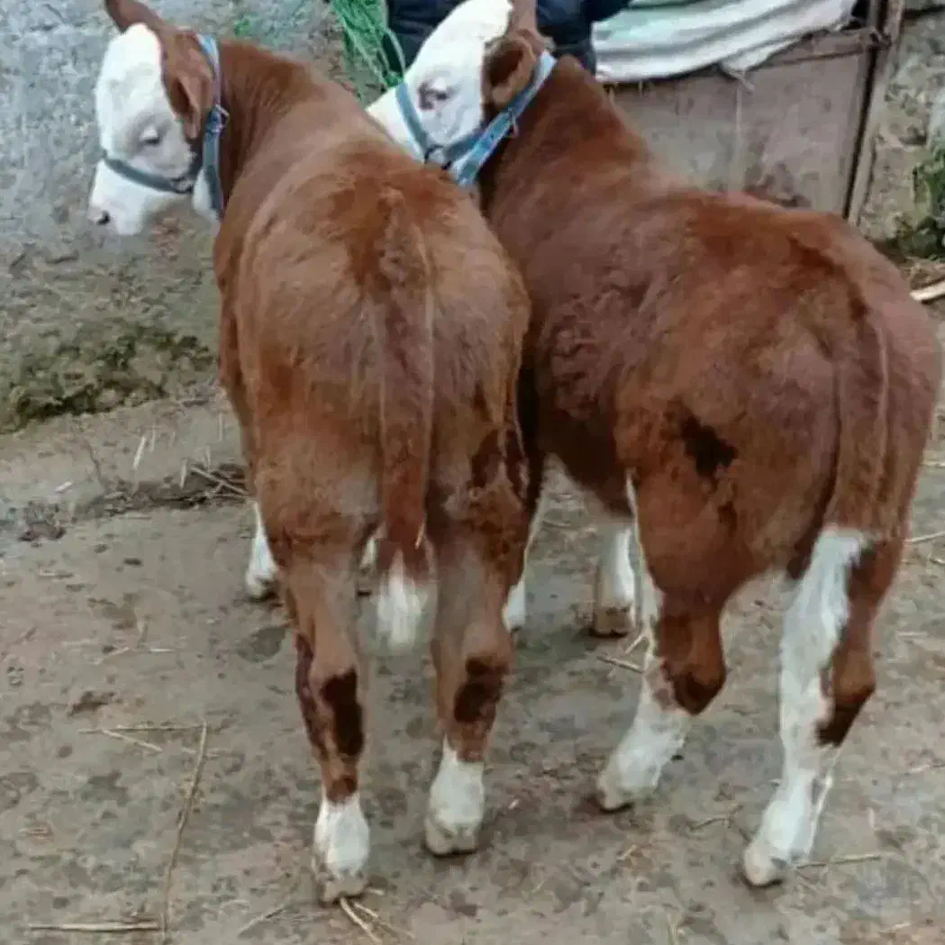 خرید وفروش گوساله های پرواری سمینتال و هلشتاین|حیوانات مزرعه|بندر ترکمن, |دیوار