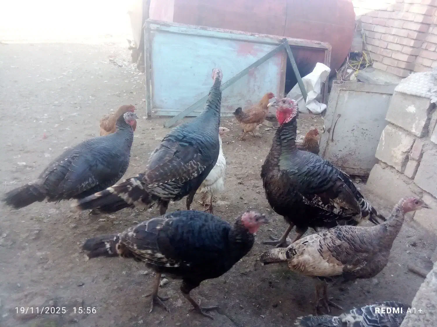 حیوان|حیوانات مزرعه|ماکو, |دیوار