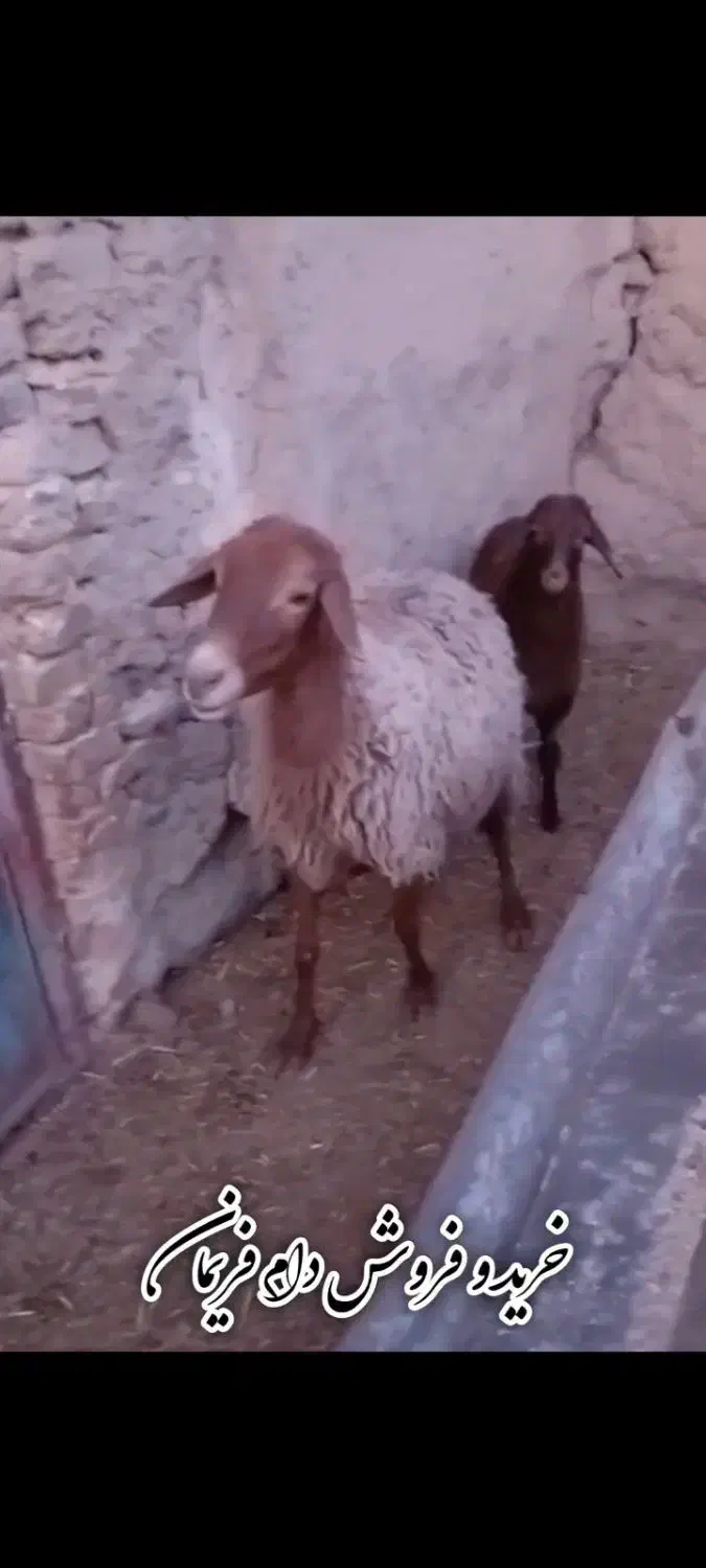 میش بره دار و میش سر سینه|حیوانات مزرعه|مشهد, شهرک ابوذر|دیوار