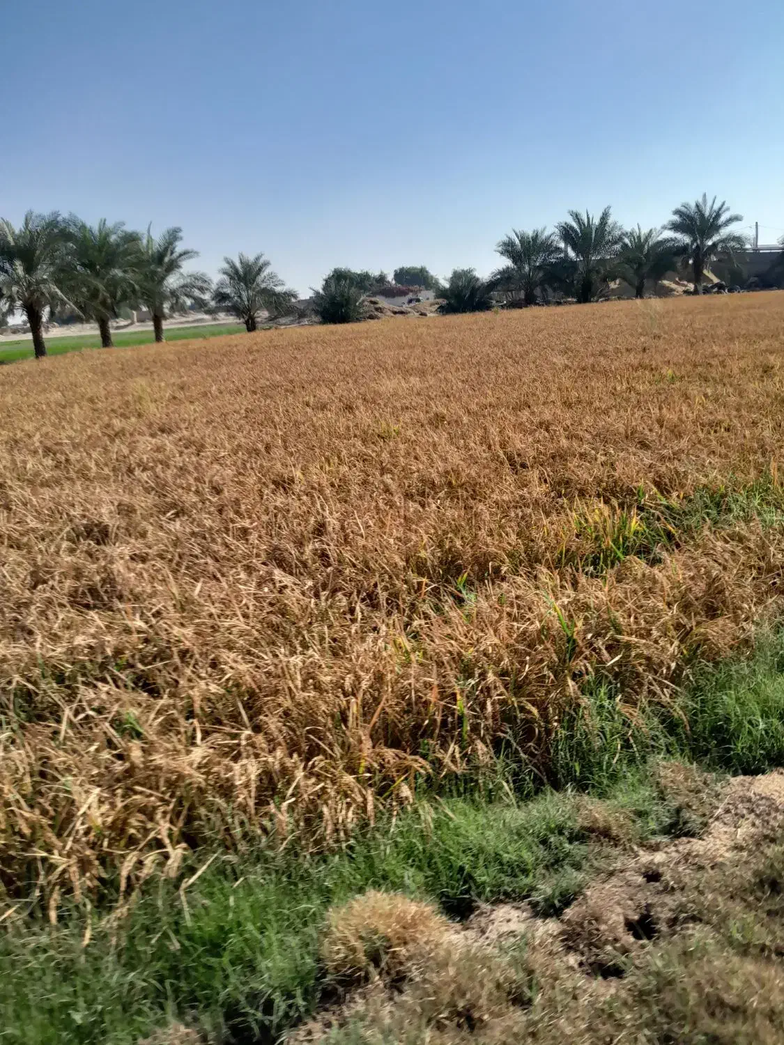 زمین کشاورزی بفروش میرسد|فروش زمین و ملک کلنگی|شوشتر, |دیوار