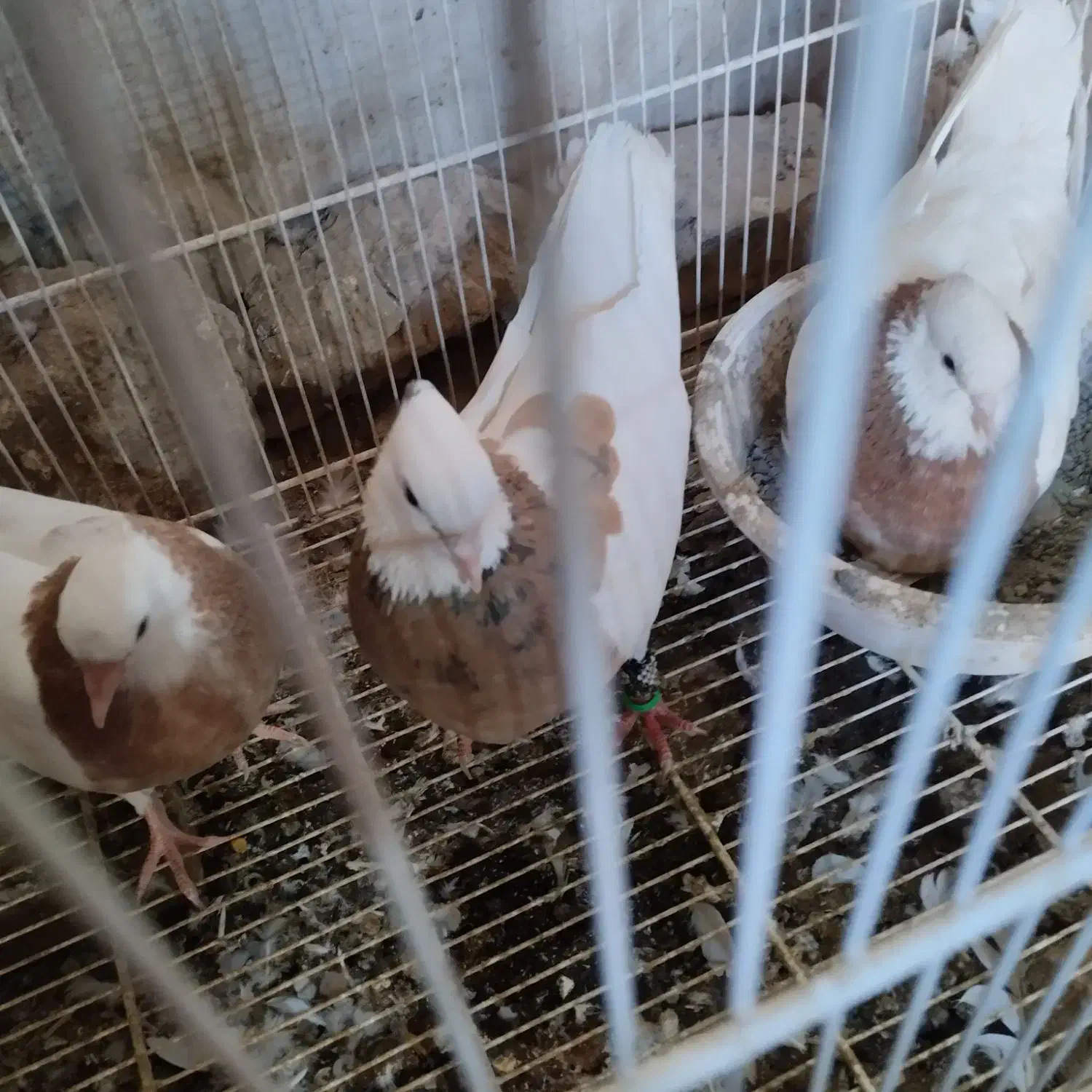 کفتر|پرنده|نیشابور, فضل|دیوار