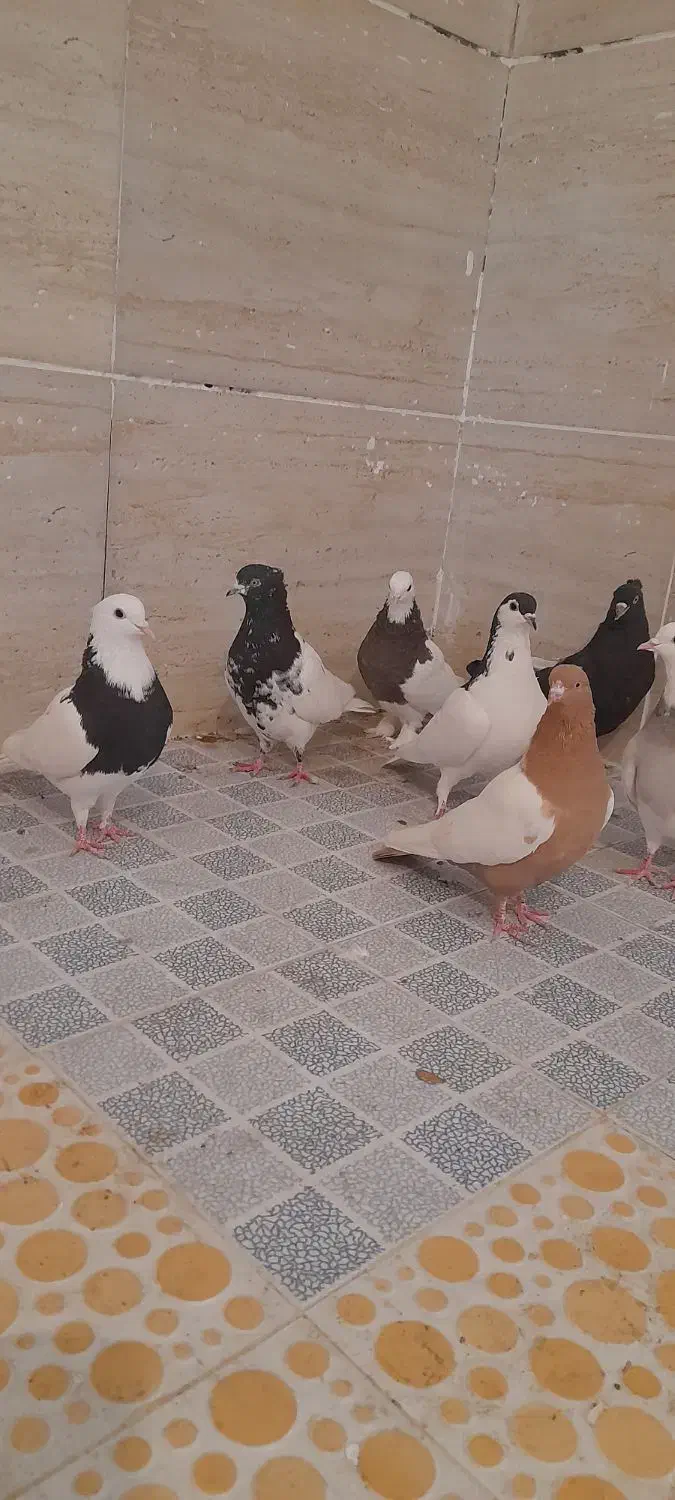 کفتر|پرنده|شیراز, شهرک صادقیه|دیوار