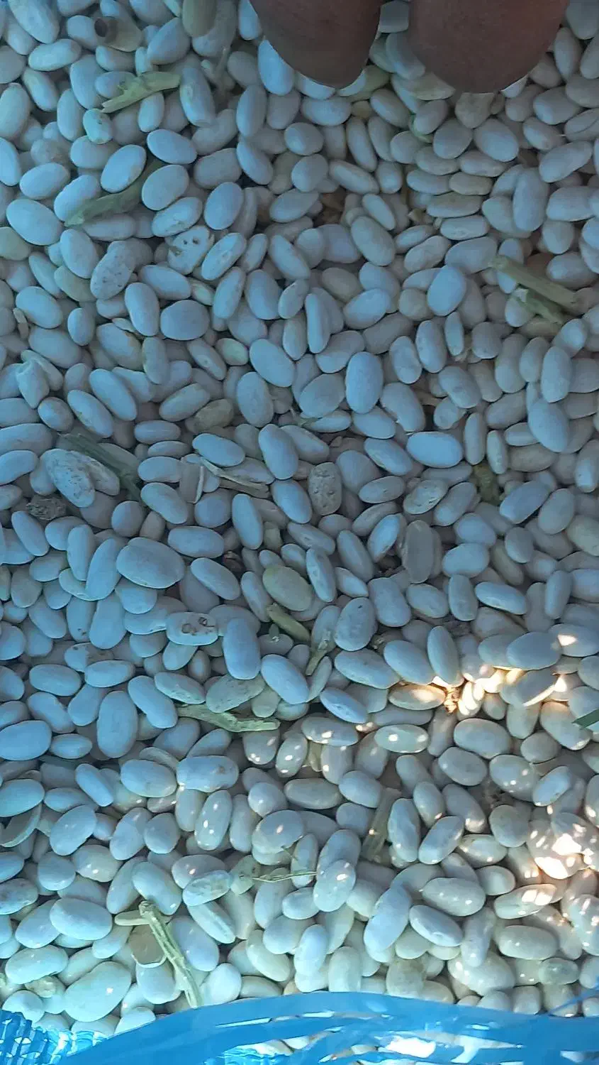 لوبیا سفید امسال|عمده‌فروشی|فریدونشهر, |دیوار