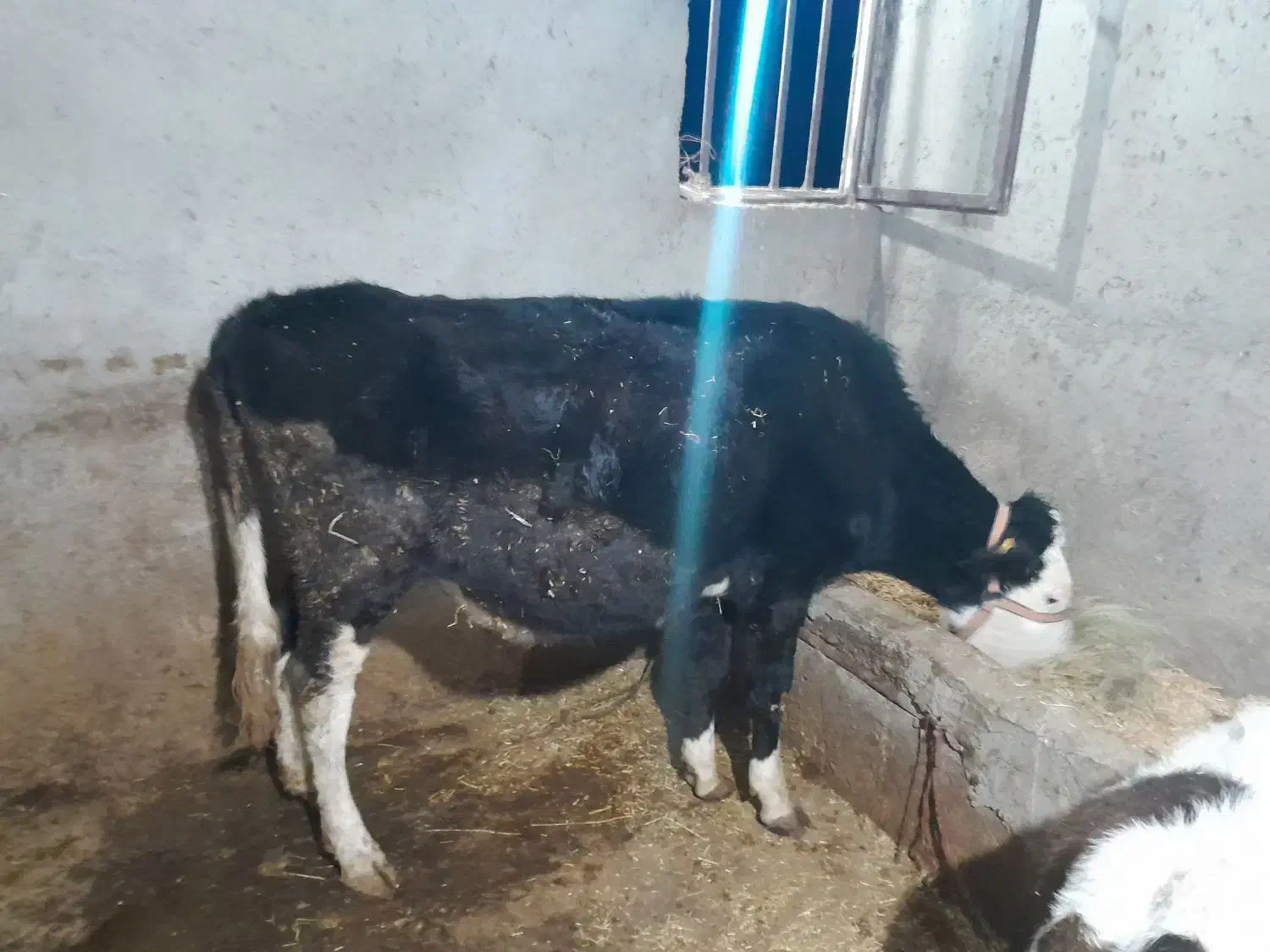 لیشه سوپر شیر صنعتی|حیوانات مزرعه|رودبار, |دیوار