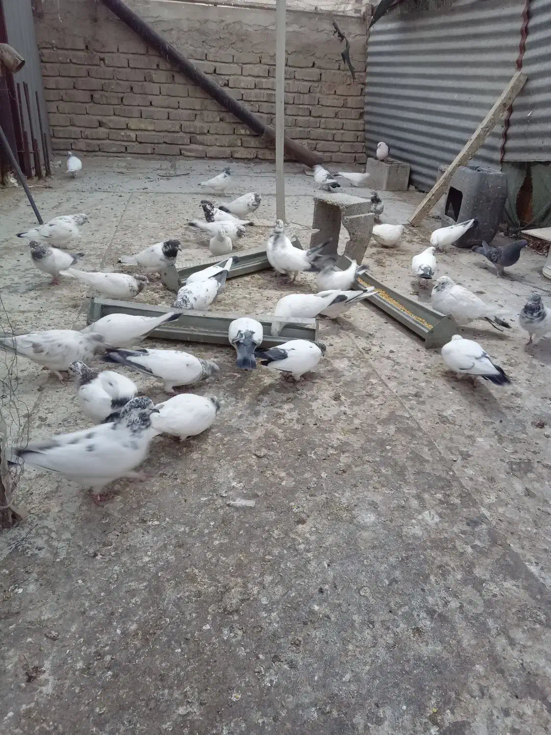 کبوتر|پرنده|اصفهان, جلالیه|دیوار