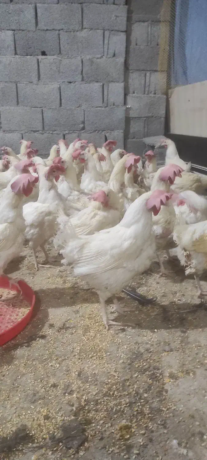 مرغ هلندی ،مادر|حیوانات مزرعه|جم, |دیوار