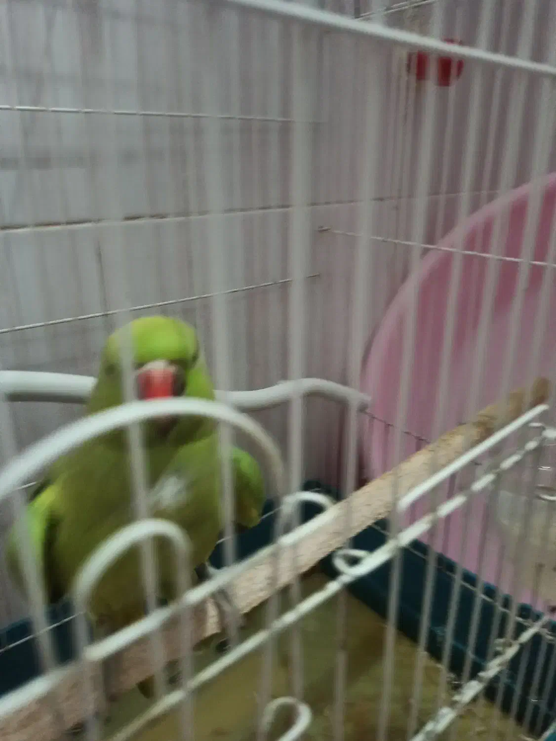 طوطی. ملنگو|پرنده|فولادشهر, مسکن مهر فولادشهر|دیوار