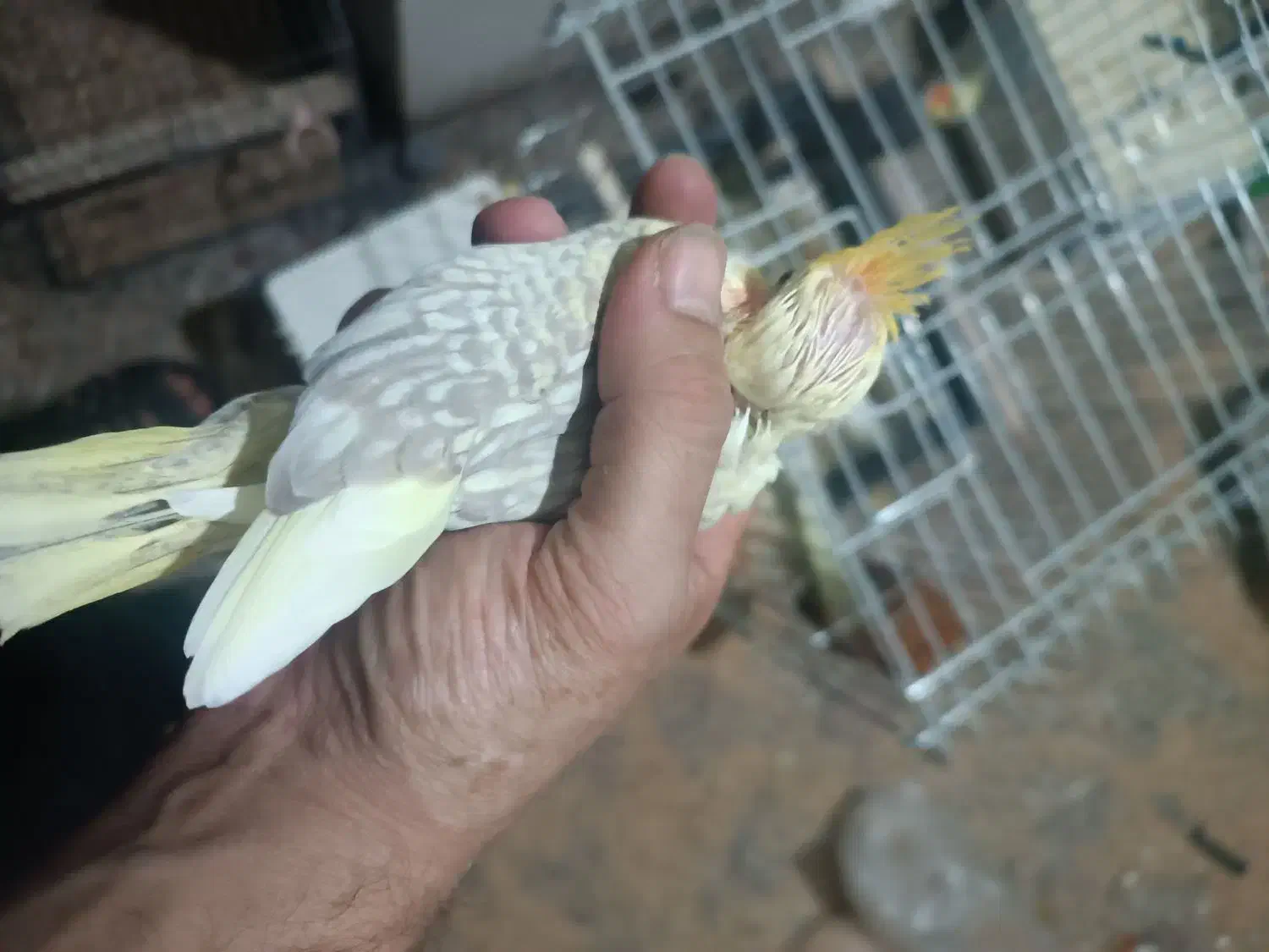 عروس هلندی گلباقالی این عکس کوچک|حیوانات|پلدختر, |دیوار