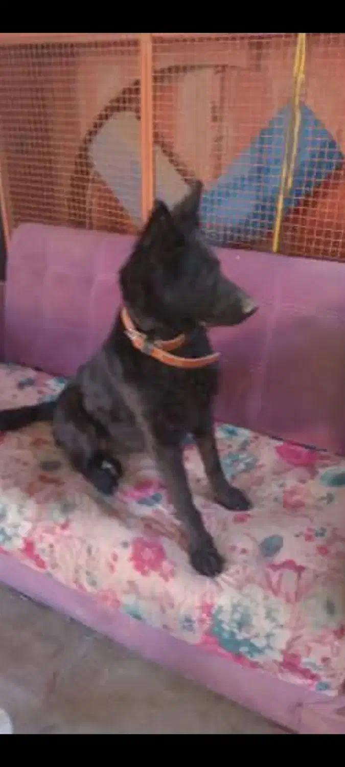 سگ گمشده|حیوانات|خمین, |دیوار