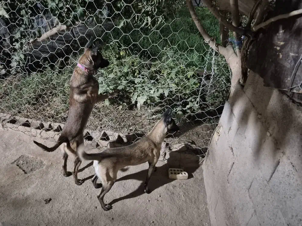 مالینویز فروشی|سگ|خواف, |دیوار