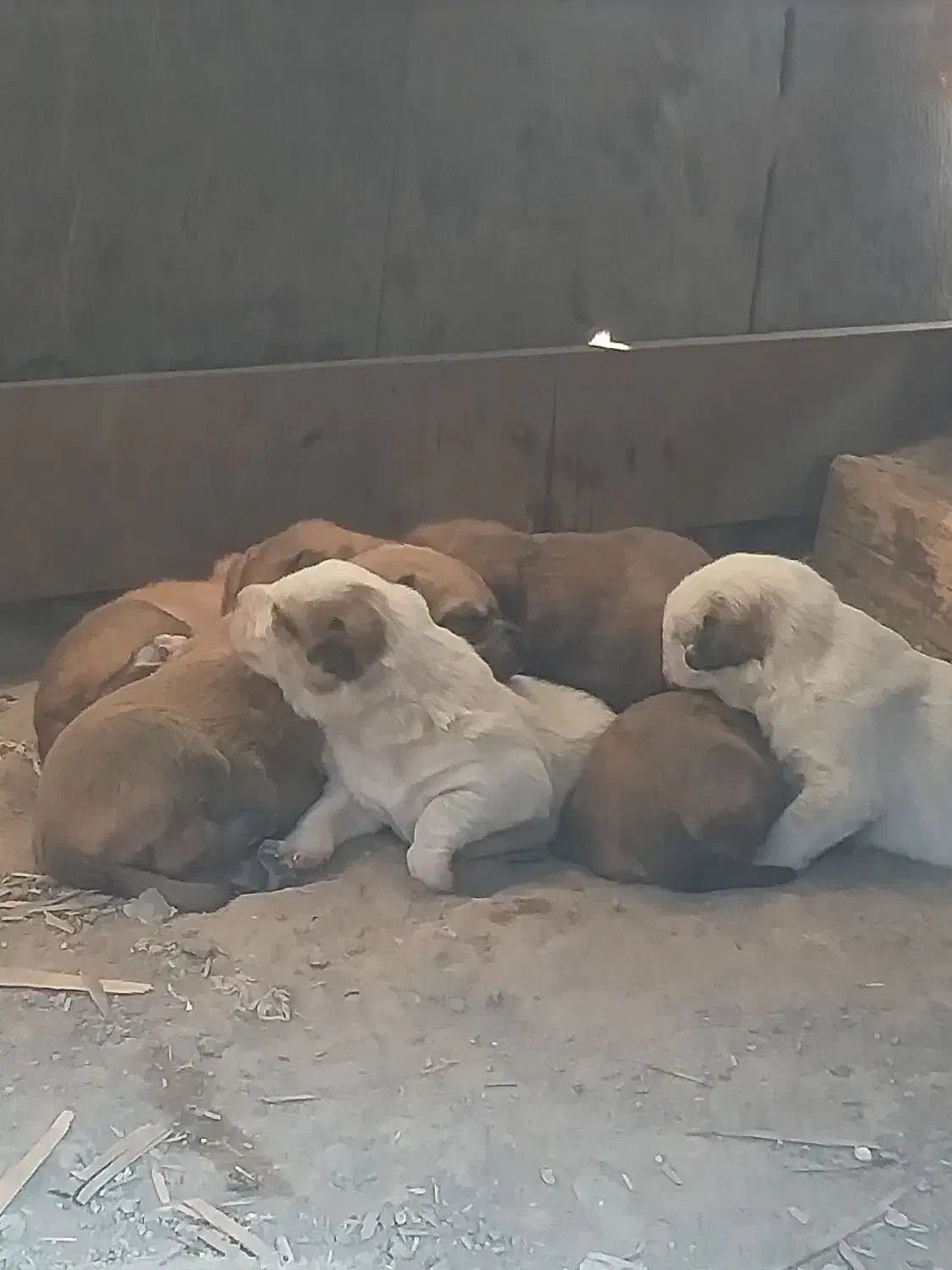 واگذاری سگ نژاد میکس|سگ|سمنان, |دیوار