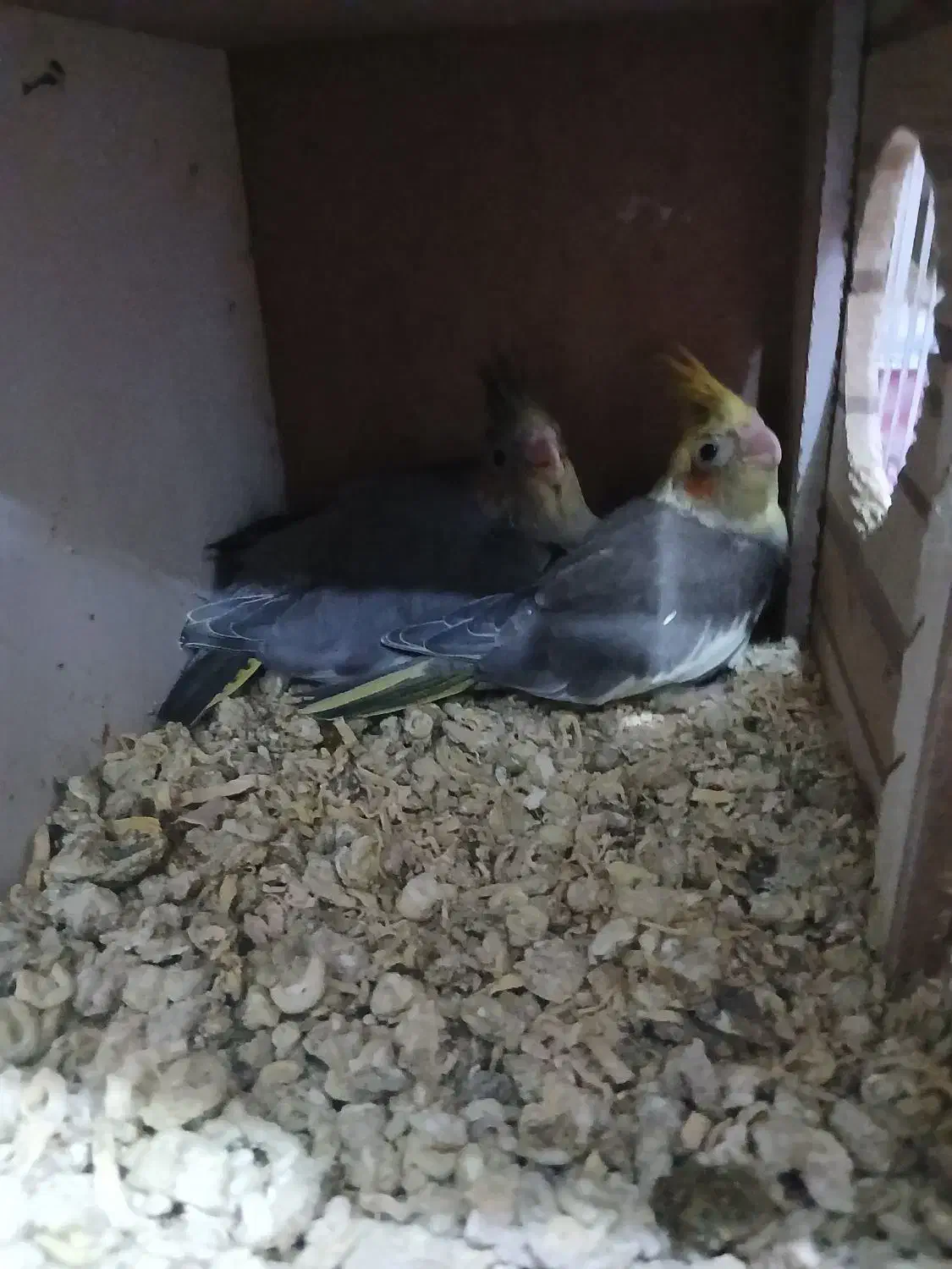 عروس هلندی|پرنده|شوشتر, |دیوار