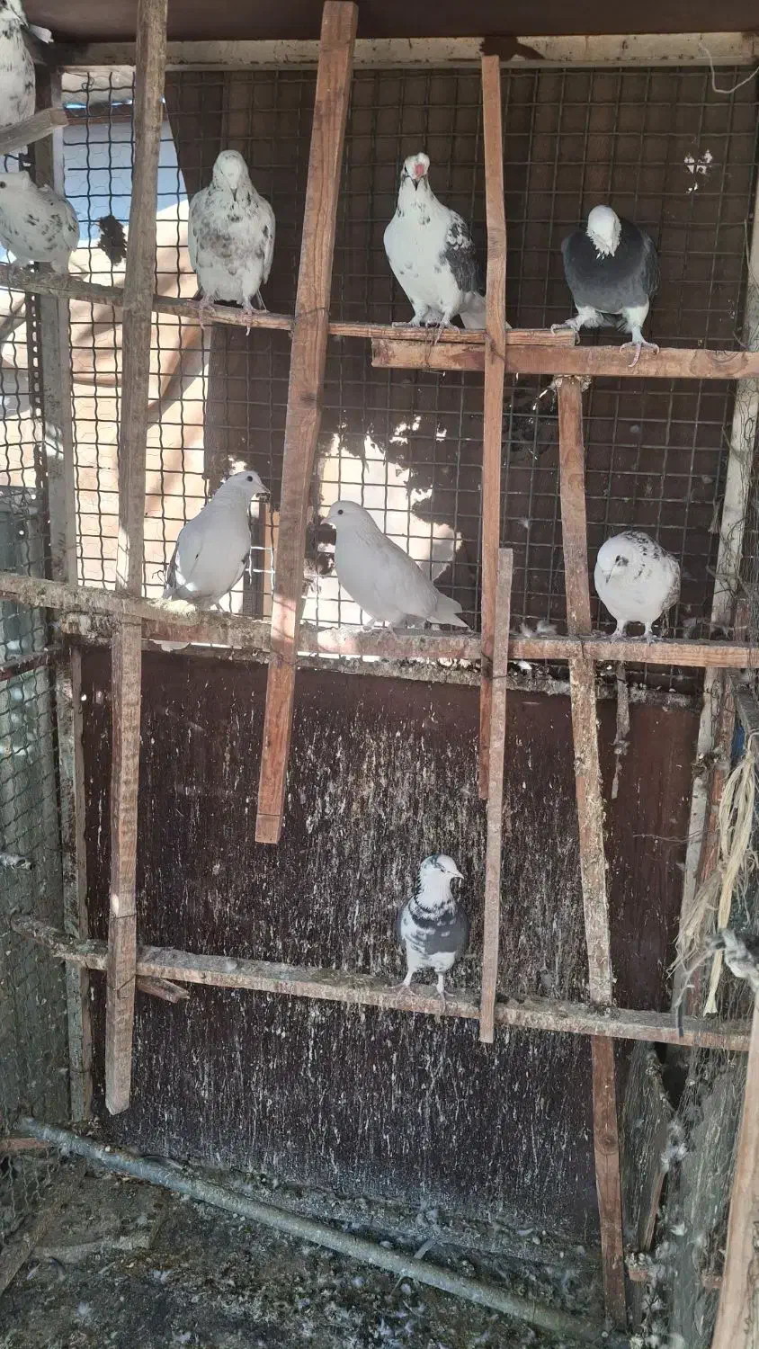 کفتر|پرنده|پردیس, شهرک صنعتی خرمدشت فاز ۷|دیوار