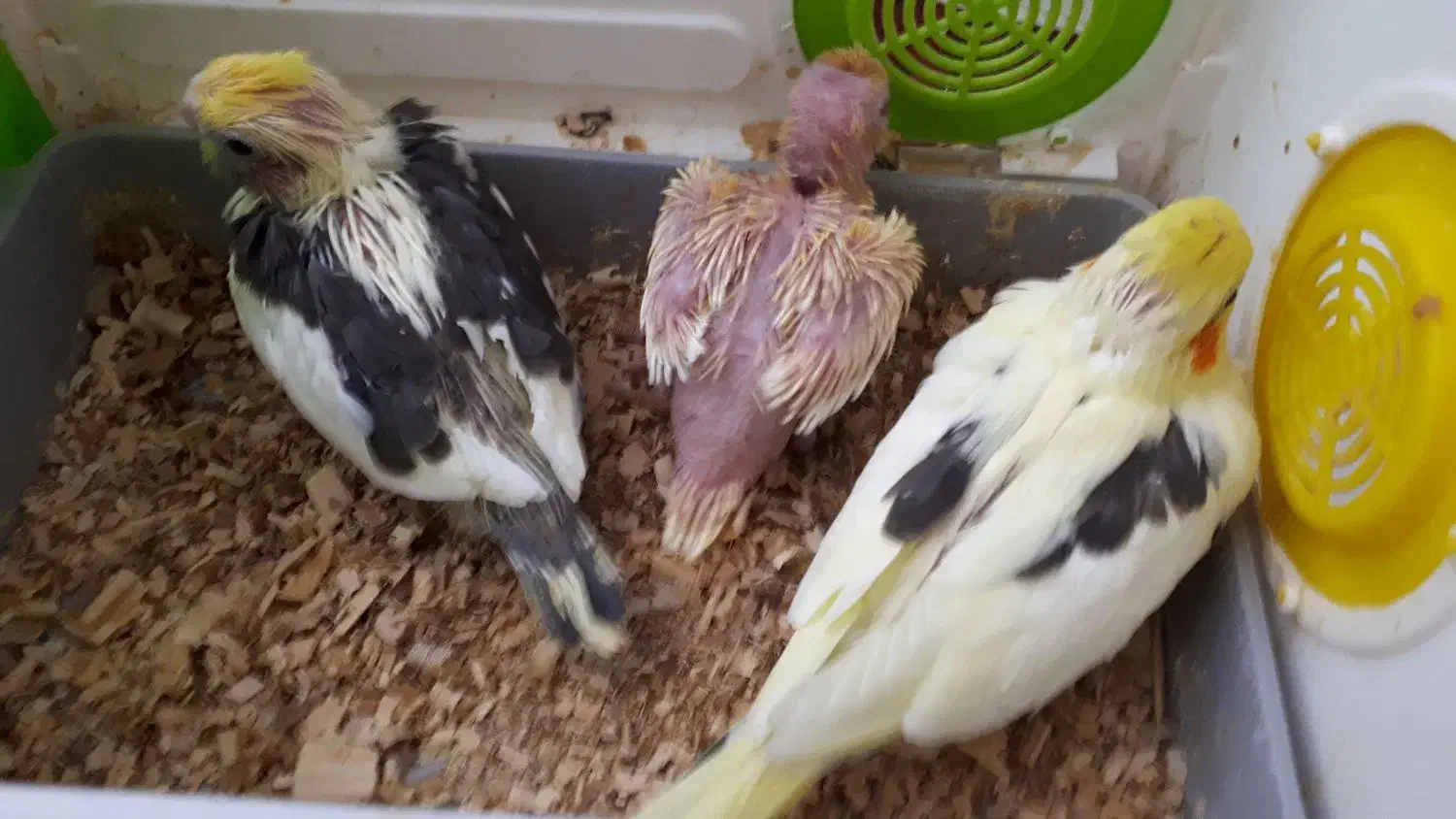 عروس هلندی|پرنده|خرمآباد, |دیوار