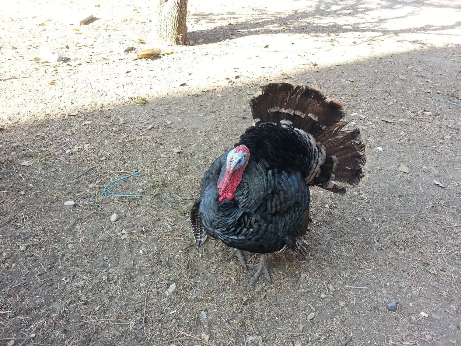 بوقلمون نر|حیوانات مزرعه|تهران, تولید دارو|دیوار