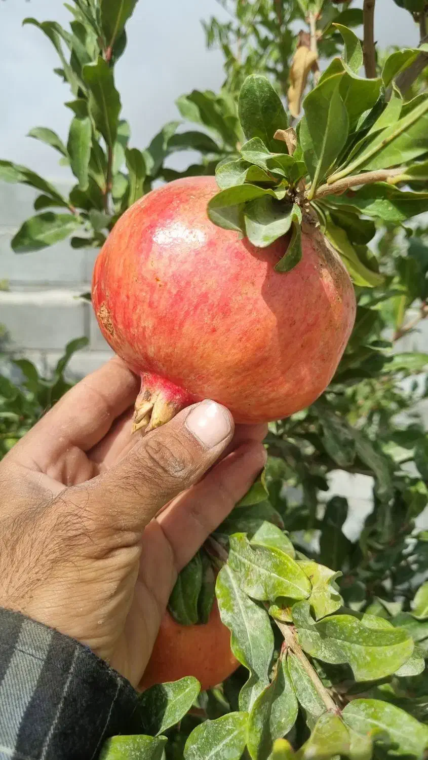 ضامن وام فرزند اوری و وام مهر|فعالیت داوطلبانه|آشخانه, |دیوار