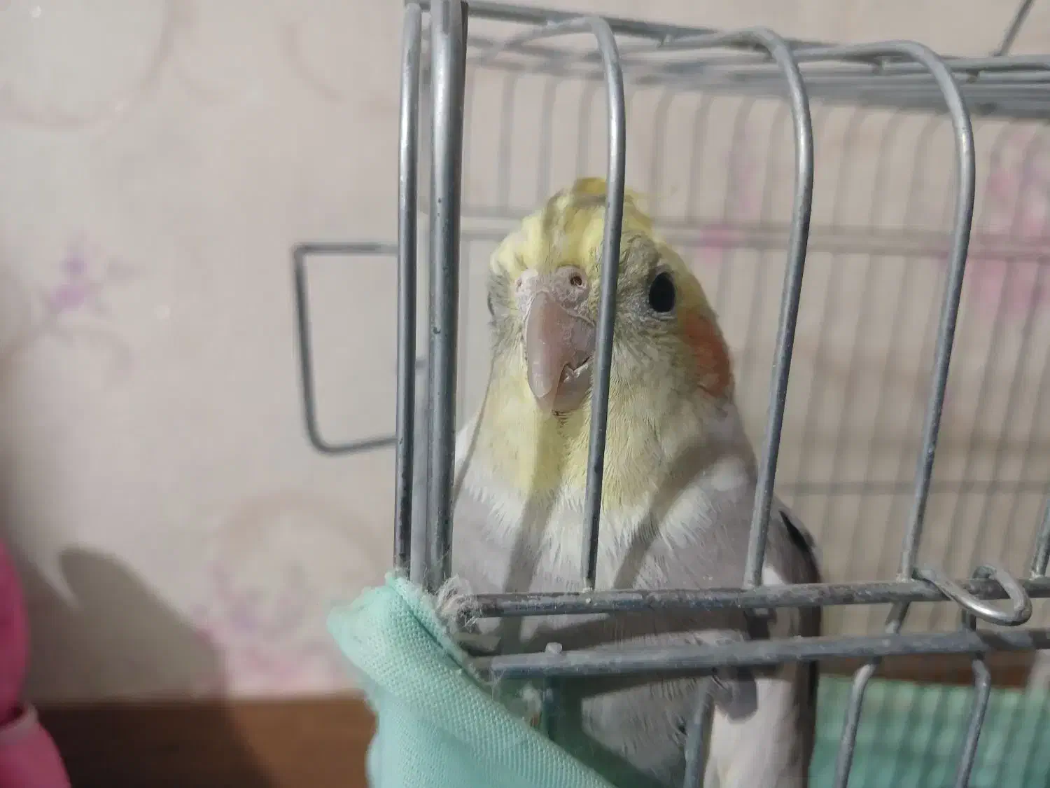 عروس هلندی|پرنده|پاکدشت, پاکدشت (مامازند)|دیوار