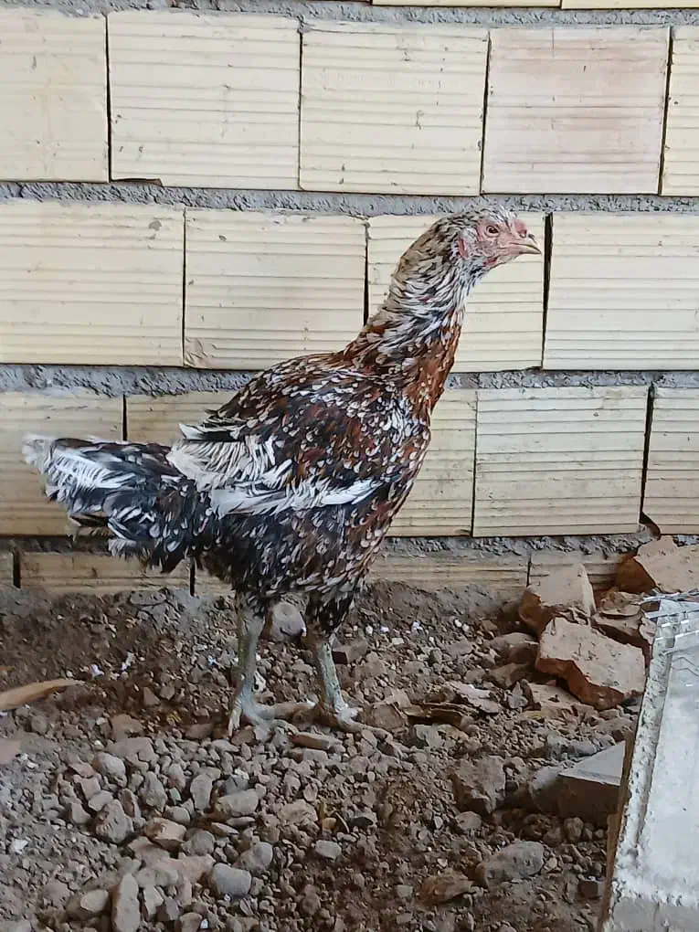 مرغ لاری|حیوانات مزرعه|الوند, |دیوار