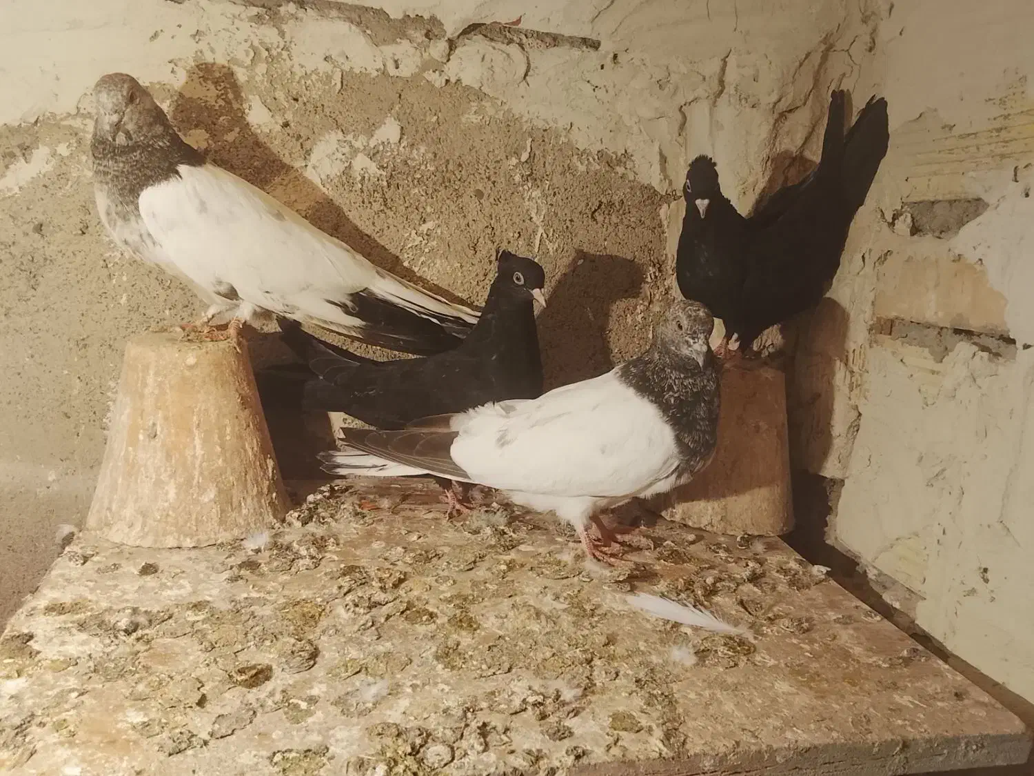 باسلام چند جفت کبوتر خون خالص درسهند|پرنده|سهند, |دیوار