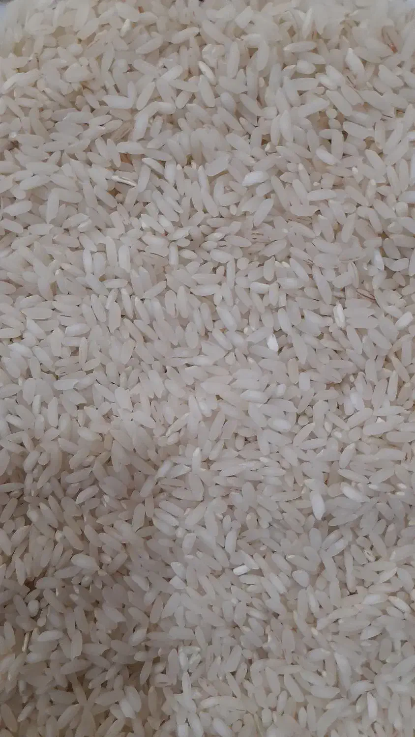 فروش برنج چمپای میداوود|خوردنی و آشامیدنی|باغ ملک, |دیوار