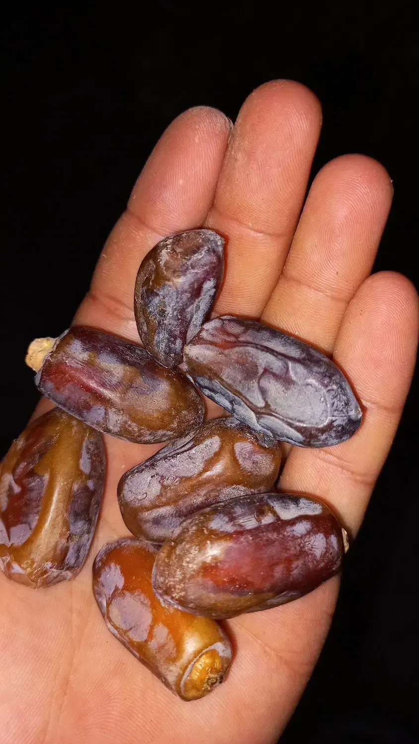 خرما از نخلستون خودمون|خوردنی و آشامیدنی|اهواز, دغاغله|دیوار