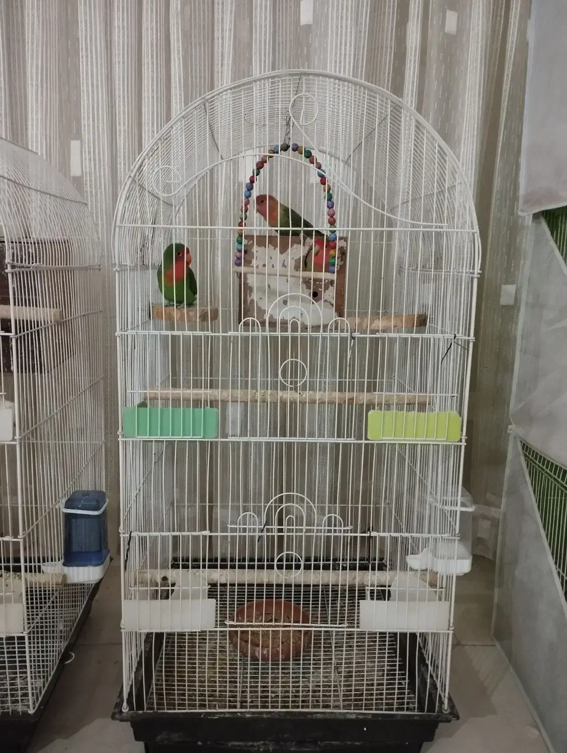 عروس هلندی کوتوله مرغ عشق|پرنده|مشهد, امیریه|دیوار