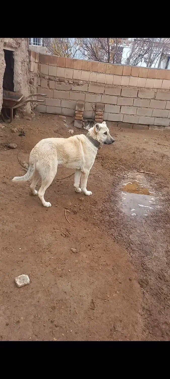 کوچی سگ|سگ|سبزوار, نواب صفوی|دیوار