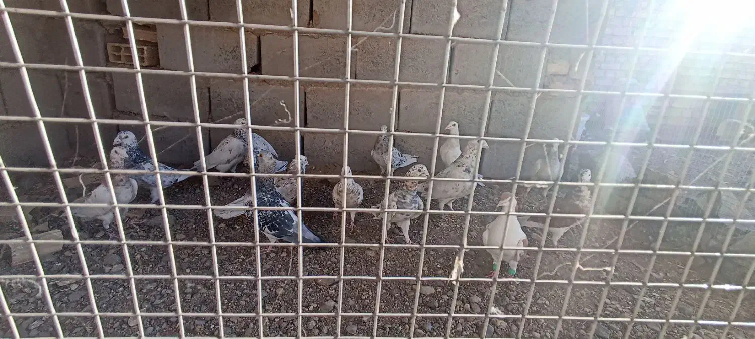 کبوتر هفرنگ|پرنده|کوهسرخ, |دیوار