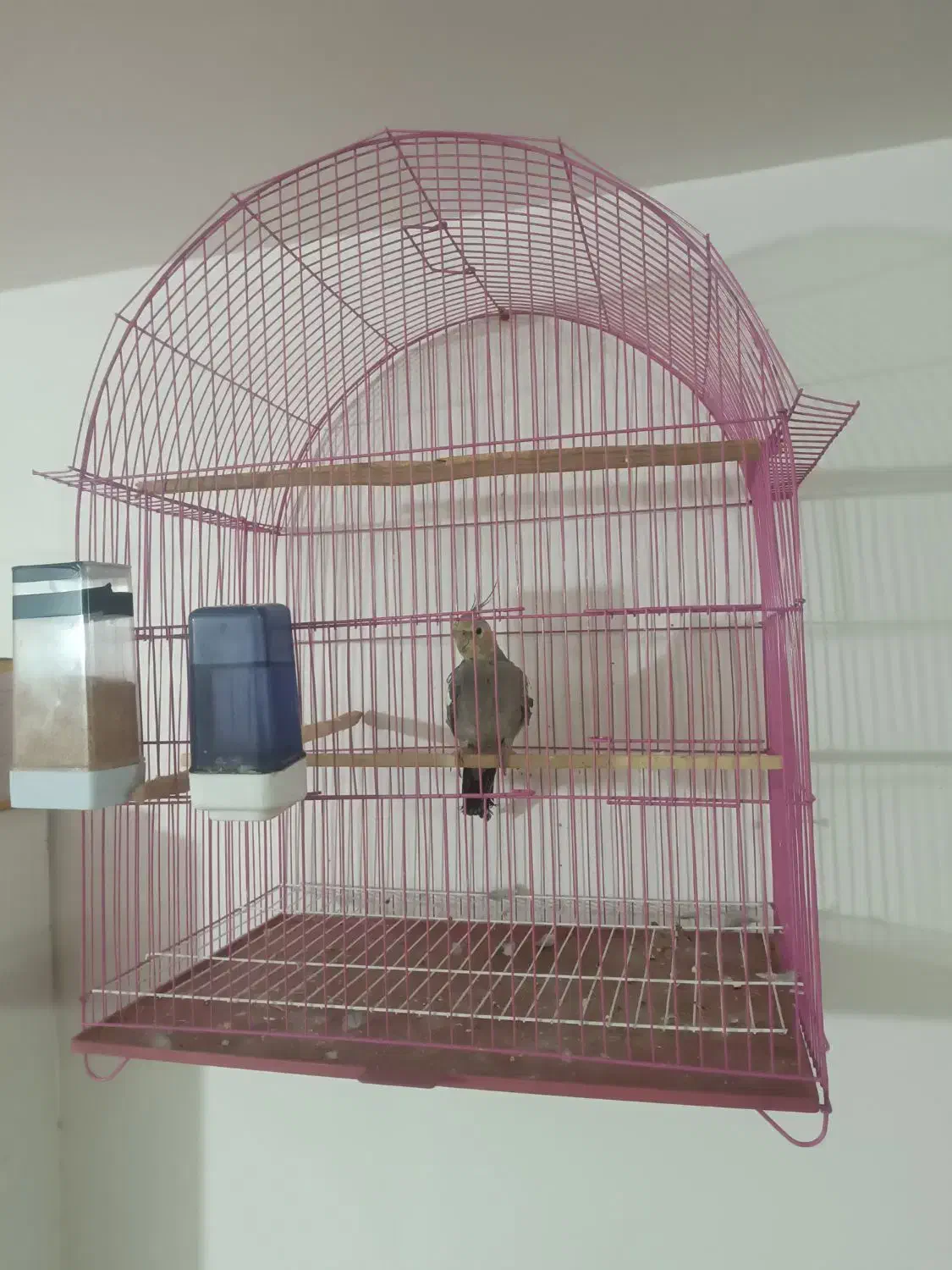 عروس هلندی نر|پرنده|هریس, |دیوار