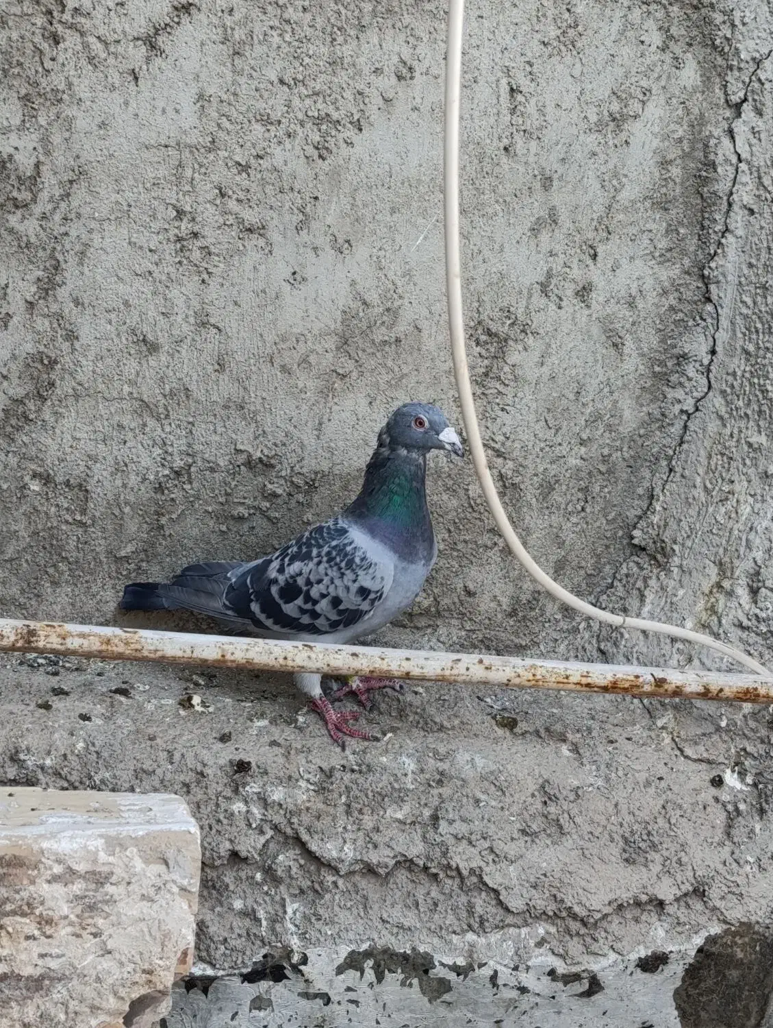 پلاکی|پرنده|اشتهارد, |دیوار