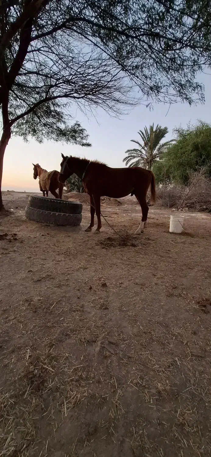 فروش مادیون همراه کره نر یک سال و نیم|اسب و تجهیزات اسبسواری|بهبهان, |دیوار
