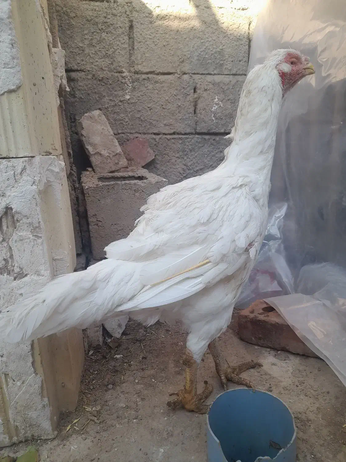 مروغ لاری نداشتن جا بفروش میرسد|حیوانات مزرعه|بکتاش, |دیوار