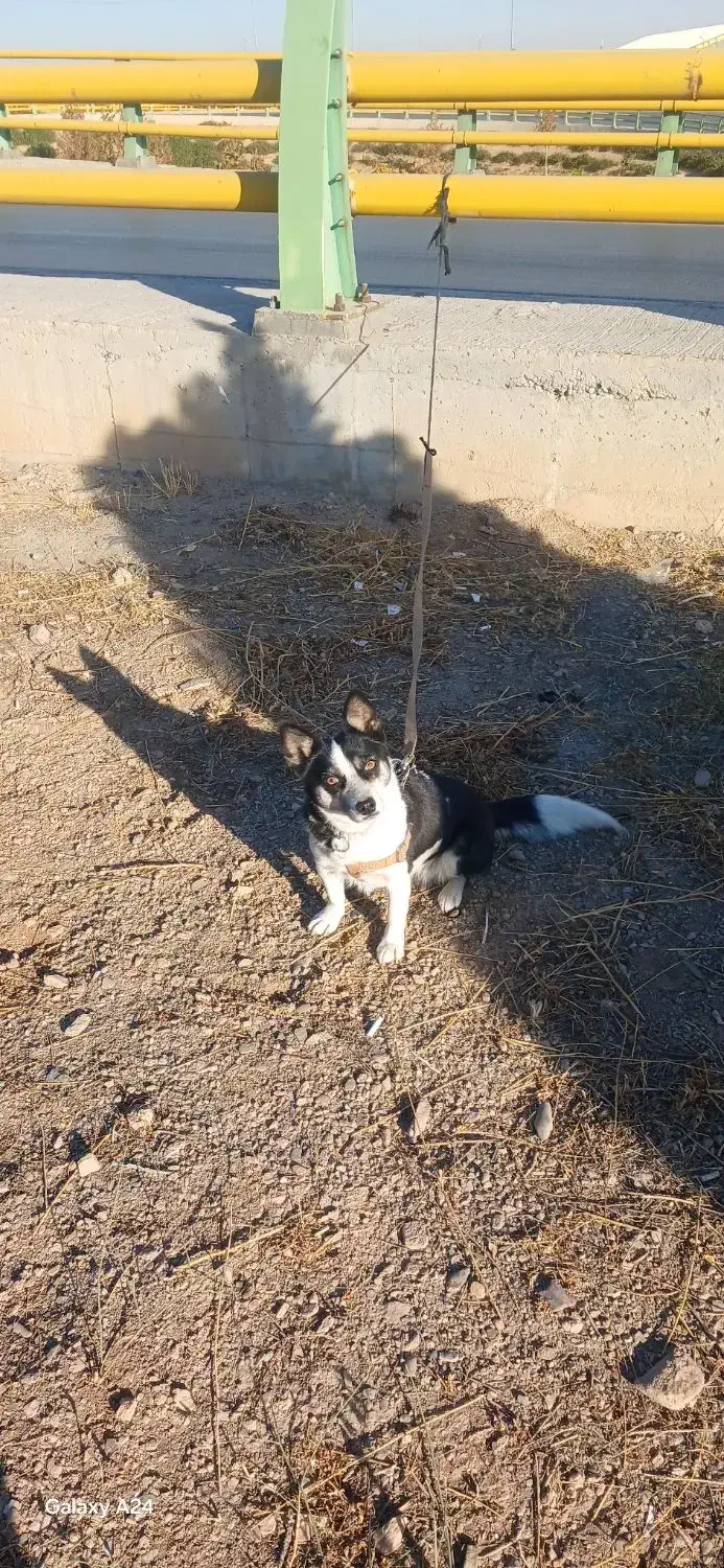 سگ پاکوتاه خوشگل وزیبا|سگ|اراک, |دیوار