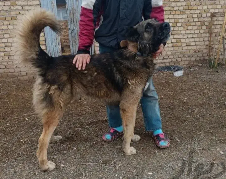 سگ سرابی|سگ|بروجرد, |دیوار