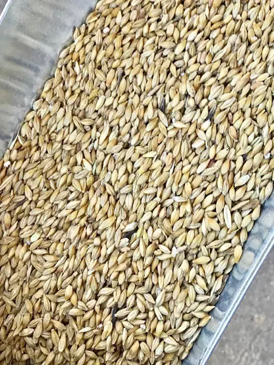 جو سوپر دامی|حیوانات مزرعه|کاشان, درب اصفهان|دیوار