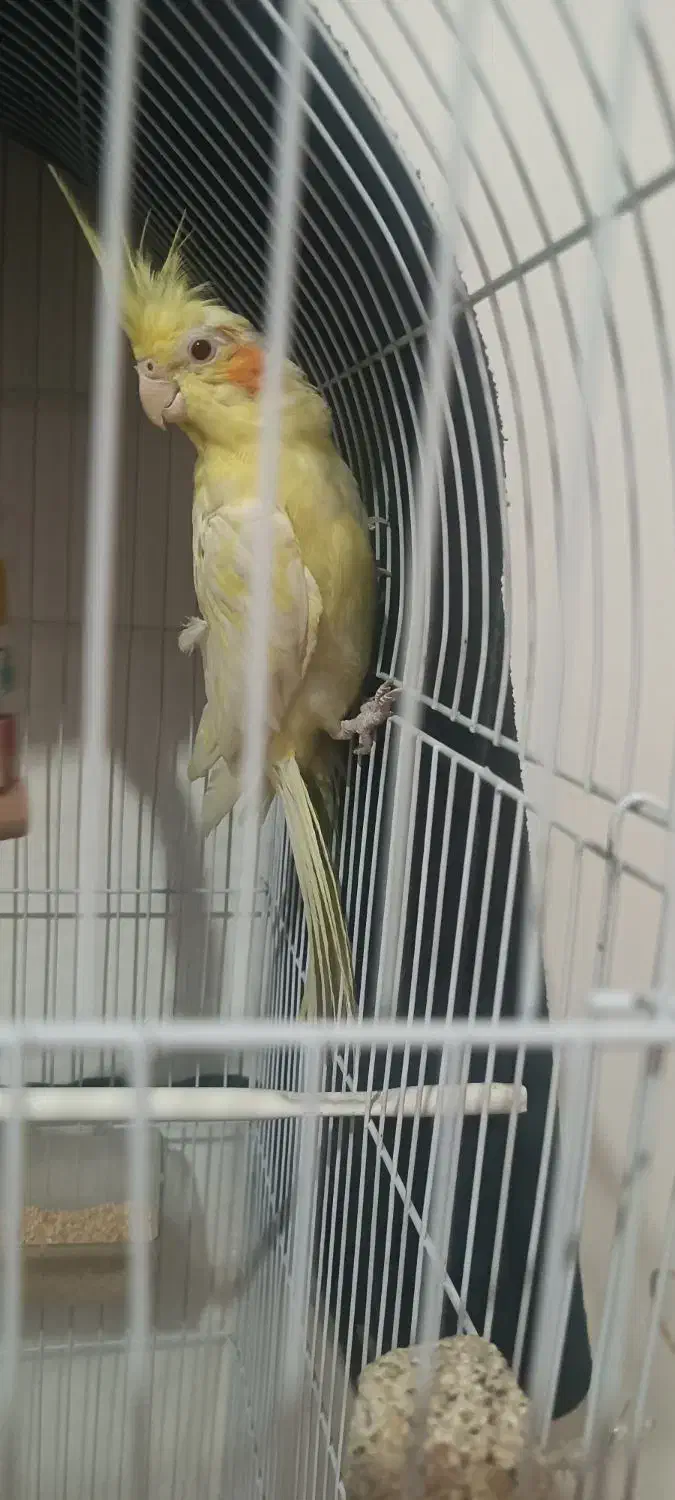 عروس هلندی ماده|پرنده|مشهد, ابوذر|دیوار