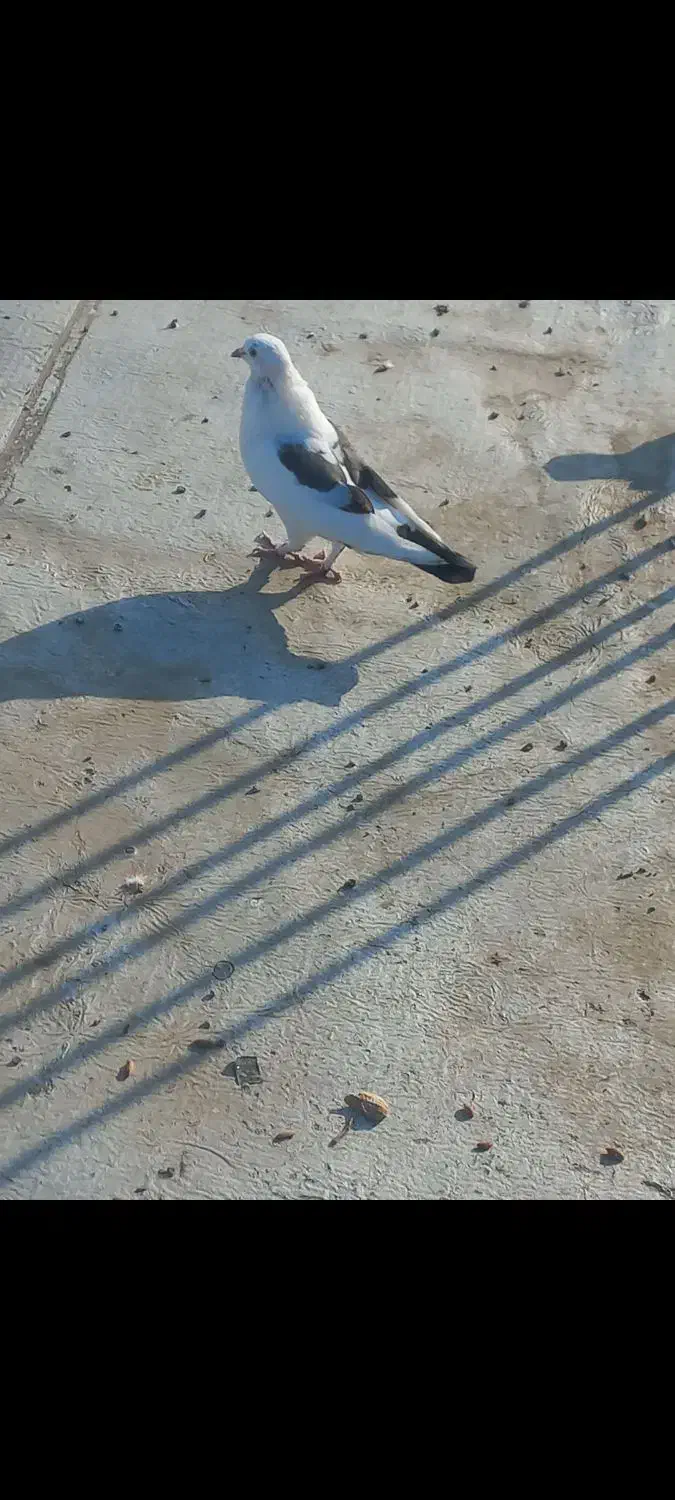 کبوتر|پرنده|پارس‌آباد, |دیوار