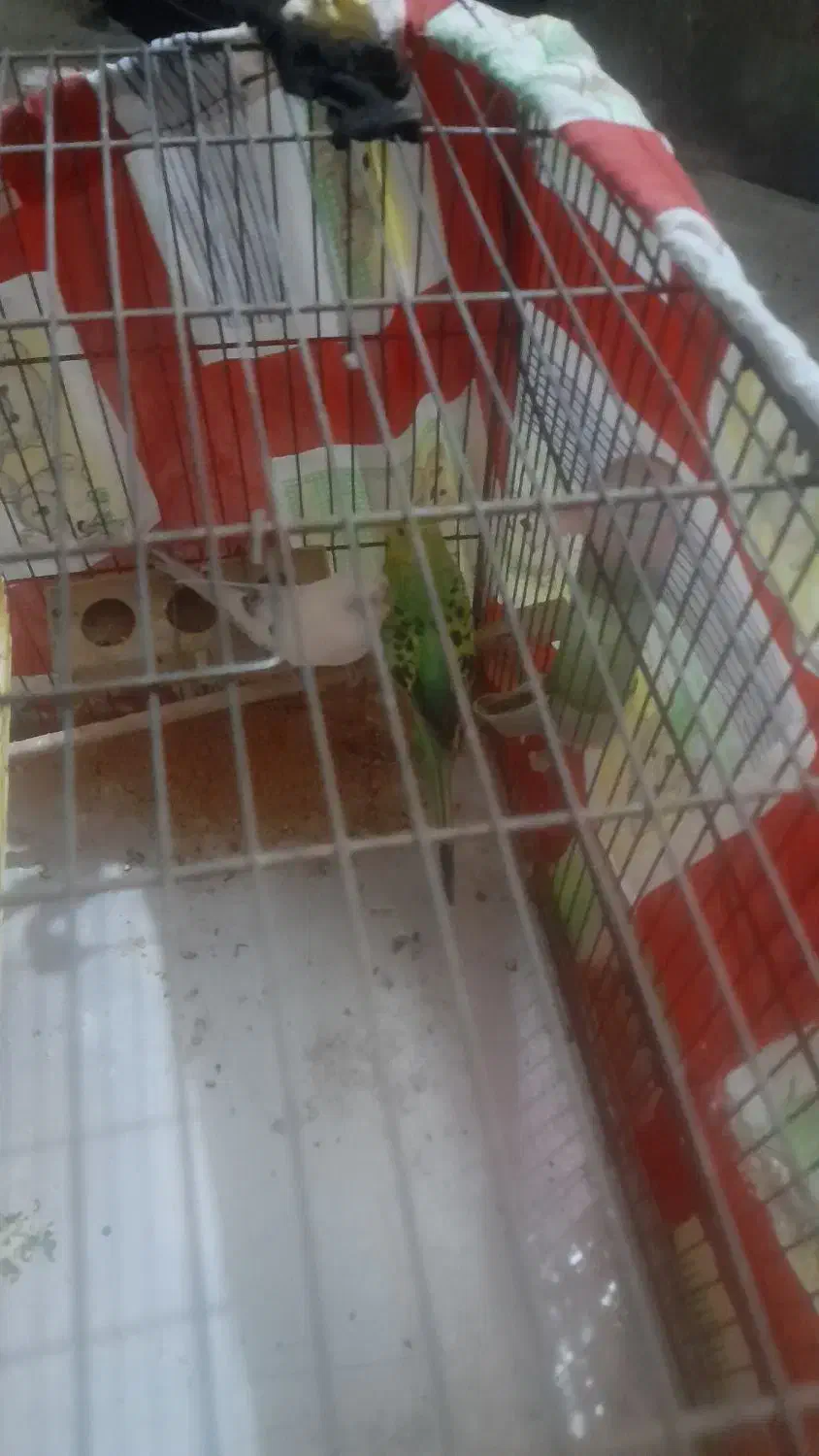 پرنده|پرنده|قدس, شهر‌قدس|دیوار