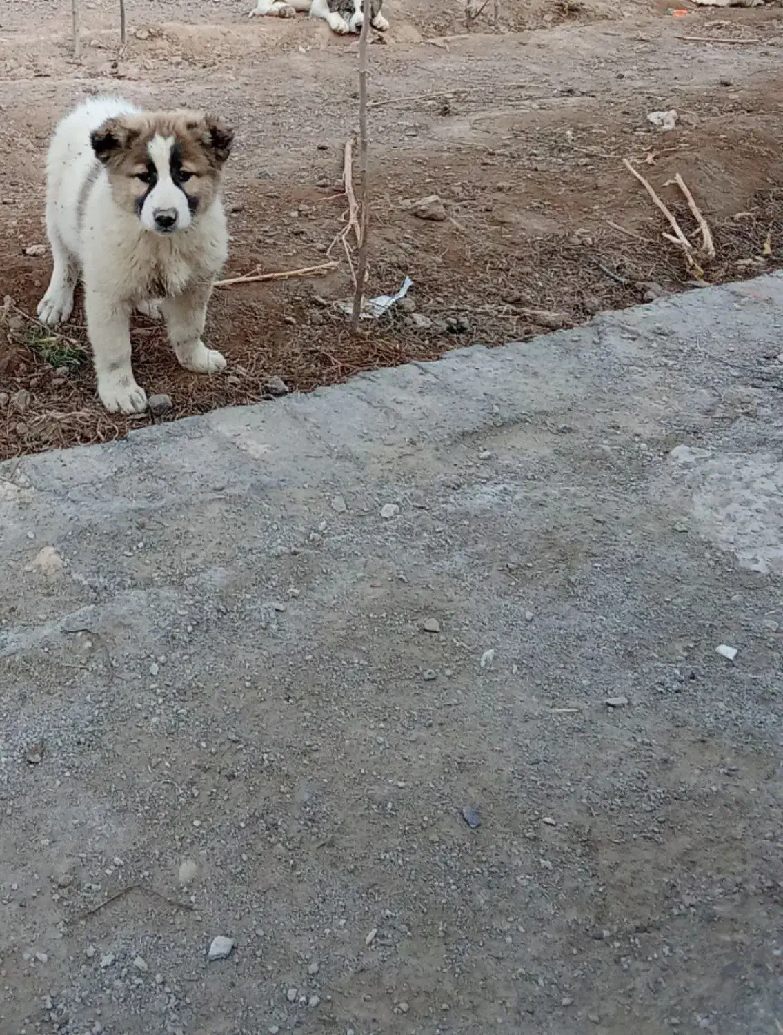 سگ نژاد دار|سگ|نیمروز, |دیوار