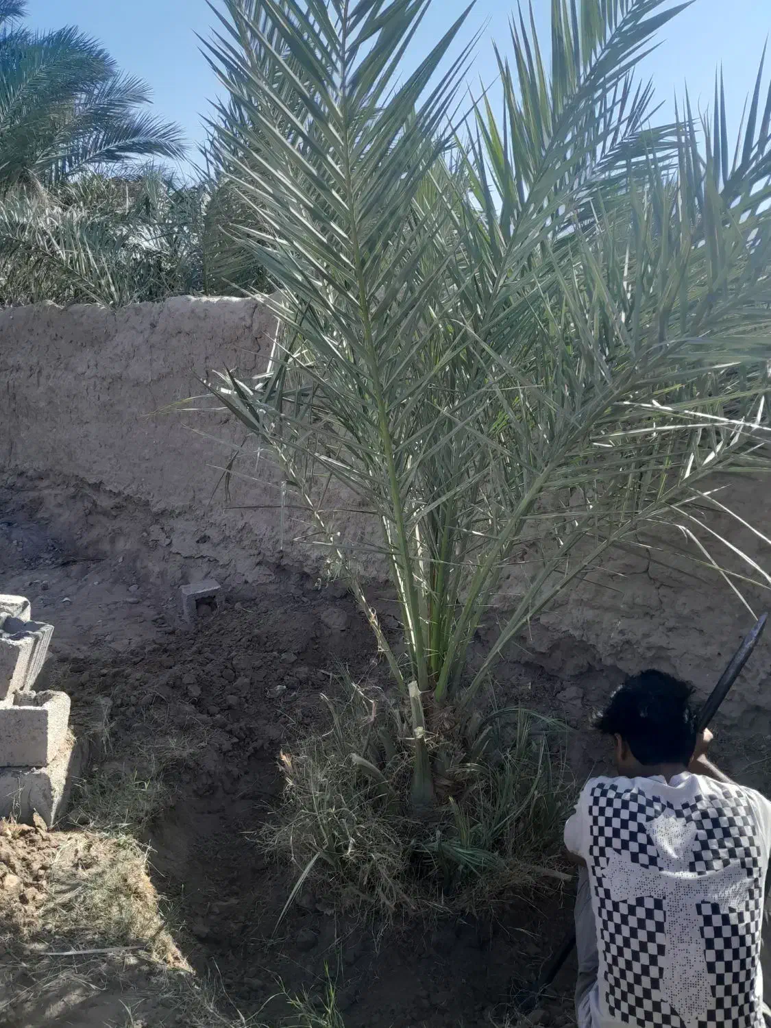 درخت مضافتی|گل و گیاه طبیعی|نرماشیر, |دیوار