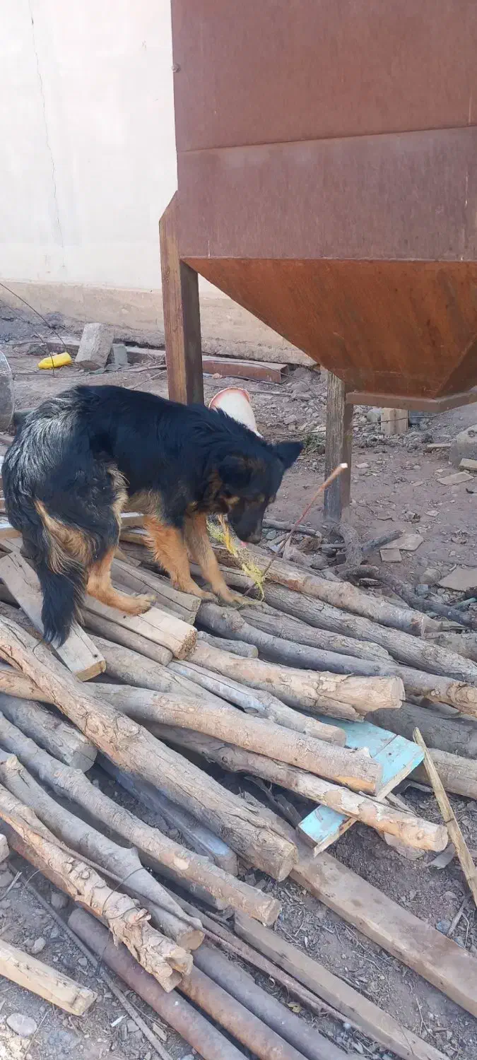 سگ نر ژرمن|سگ|رفسنجان, |دیوار