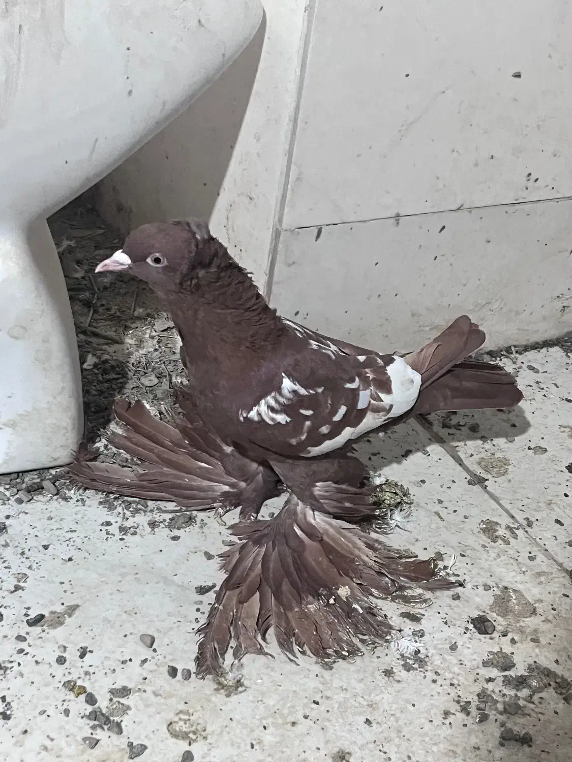 کبوتر پرنده|پرنده|تبریز, |دیوار