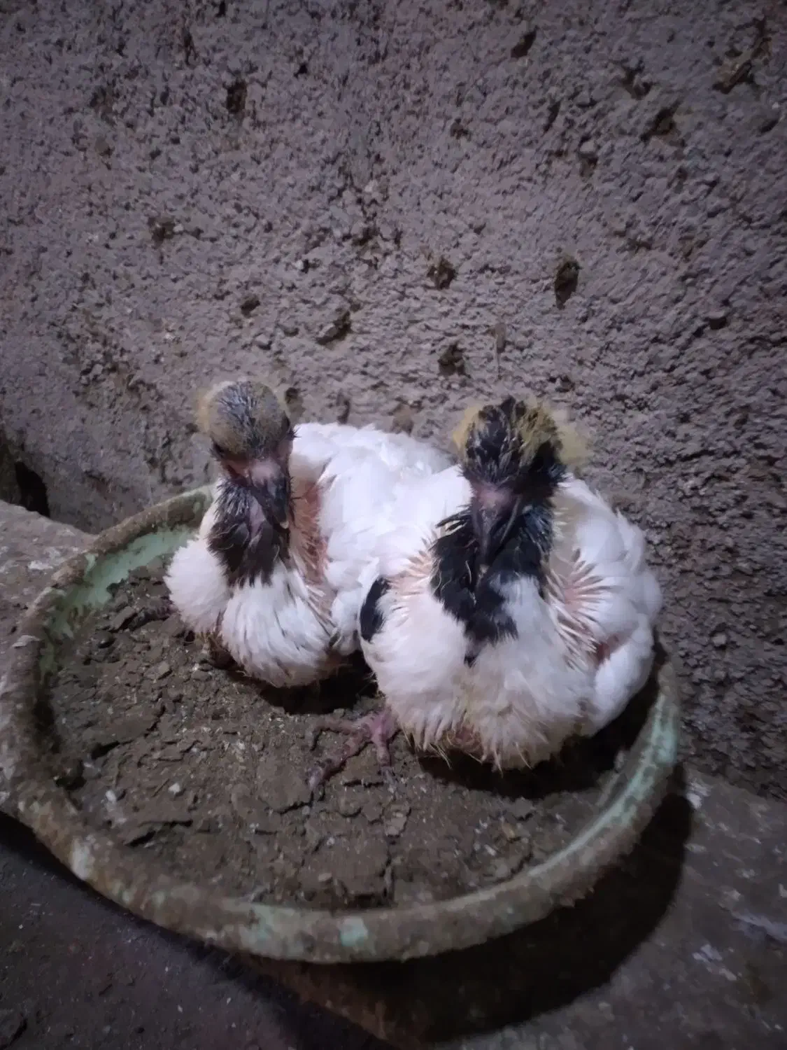 دو جفت کبوتر پرستویی جوجه برای فروش|پرنده|بابل, |دیوار