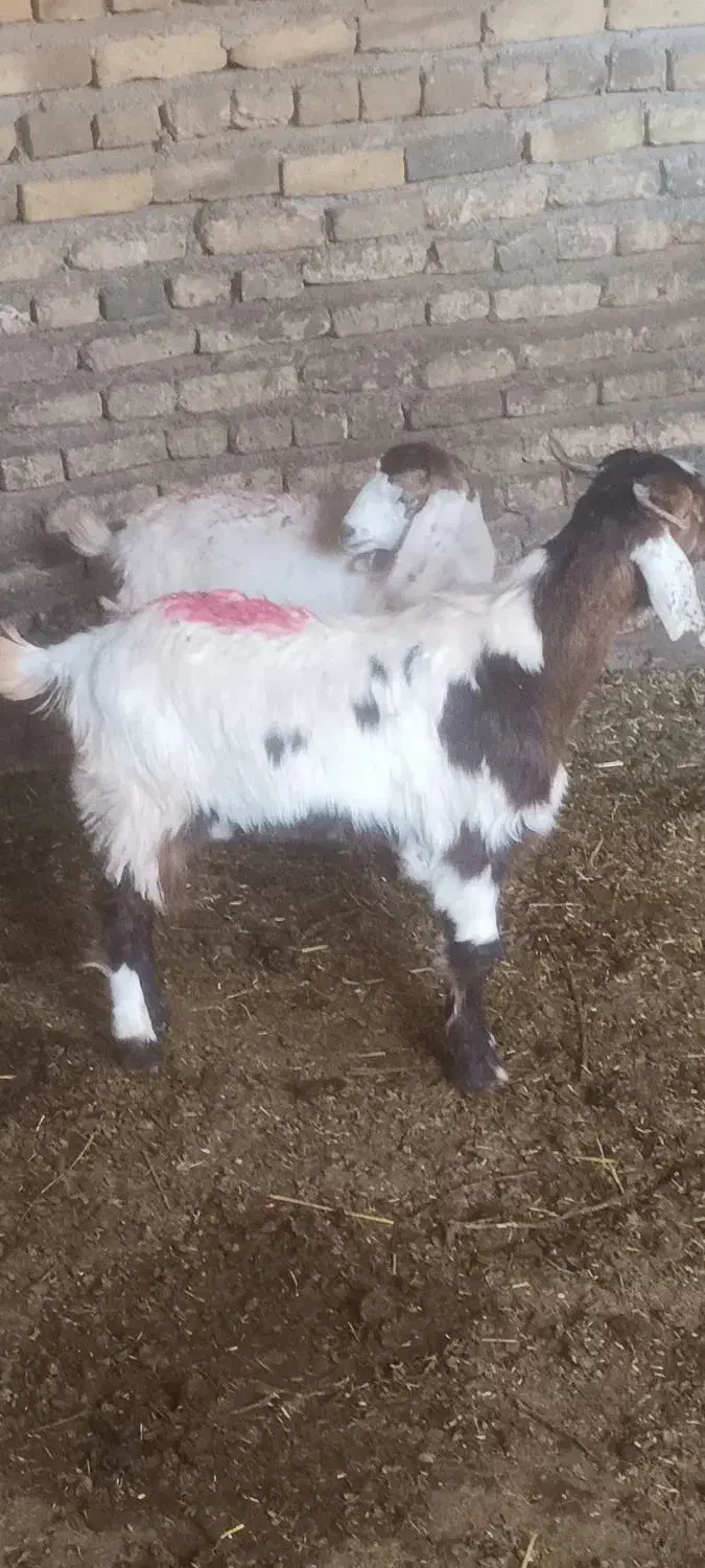 میش بز بزغاله|حیوانات مزرعه|تربت‌حیدریه, کوی شهید احمدزاده ملکی|دیوار