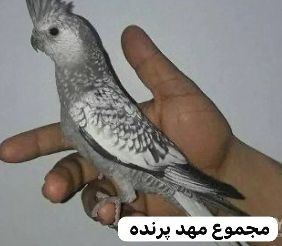 مهد پرنده|پرنده|رامهرمز, |دیوار