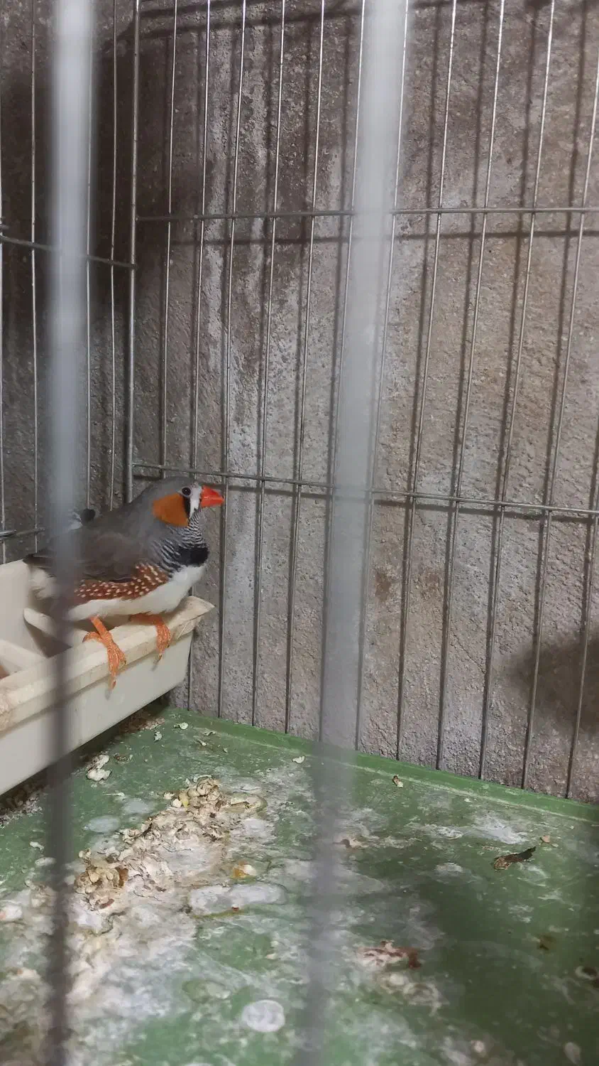 فروش فنج نر|پرنده|محمدیه-قزوین, |دیوار